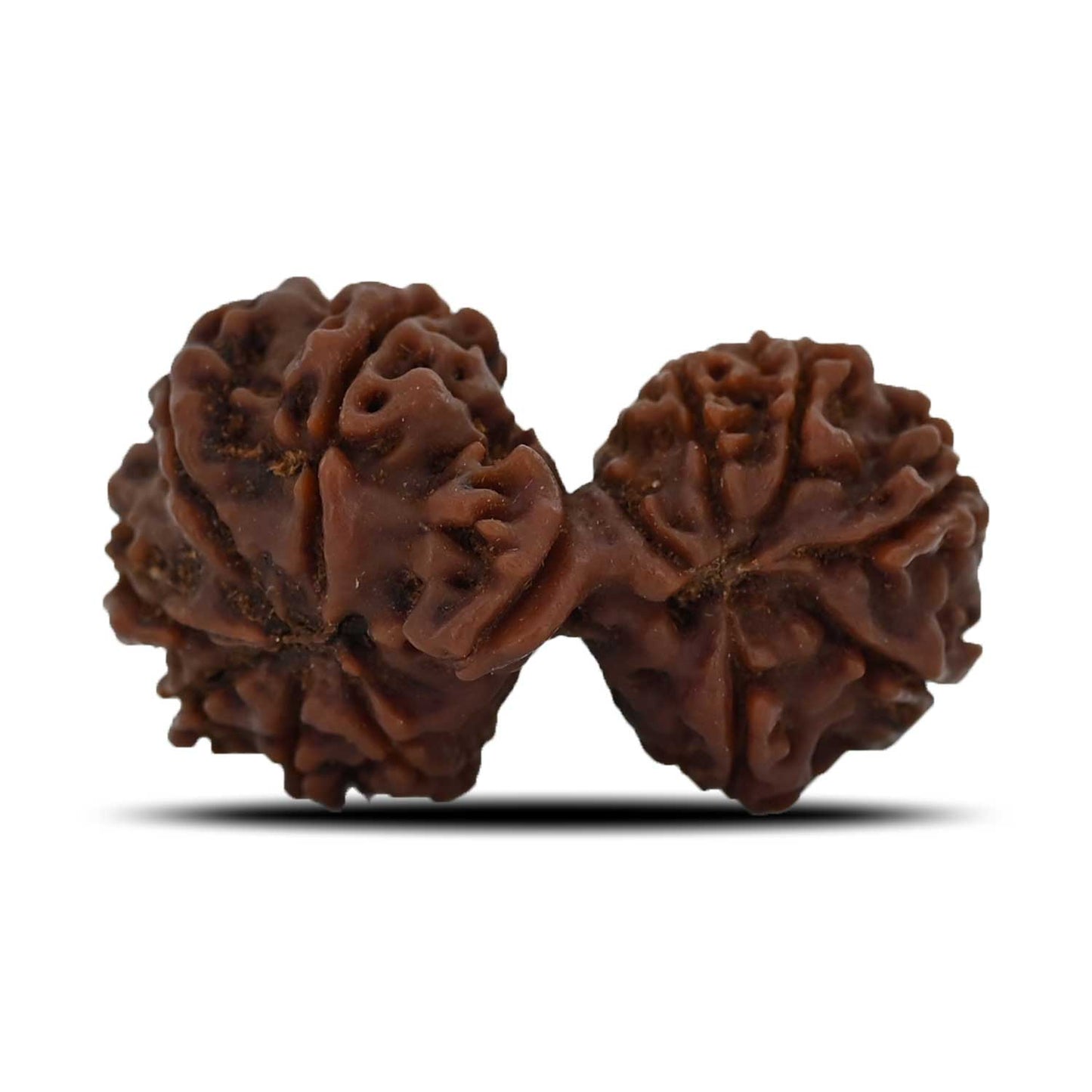 Natural 12 Mukhi (Twelve Mukhi) Gauri Shankar Rudraksha (Nepal) GJSPC Certified 31.56 M.M.