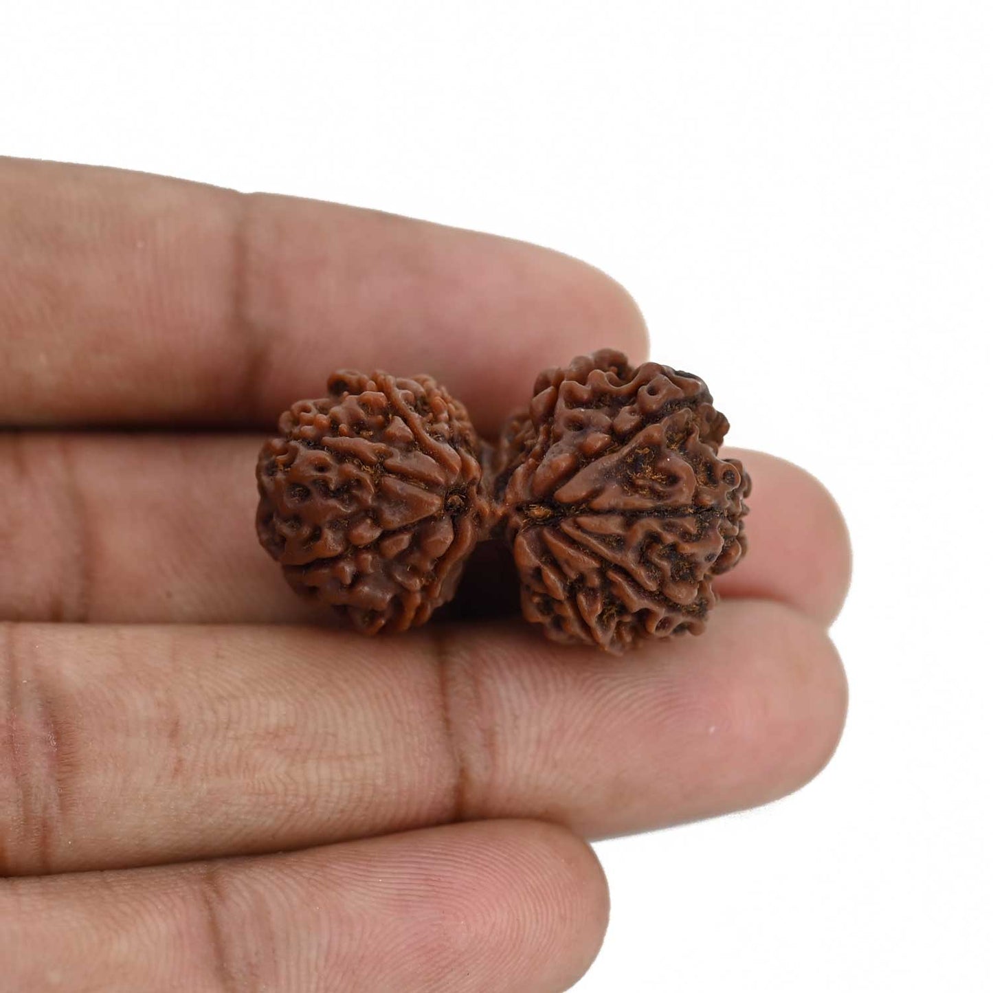 Natural 12 Mukhi (Twelve Mukhi) Gauri Shankar Rudraksha (Nepal) GJSPC Certified 31.56 M.M.