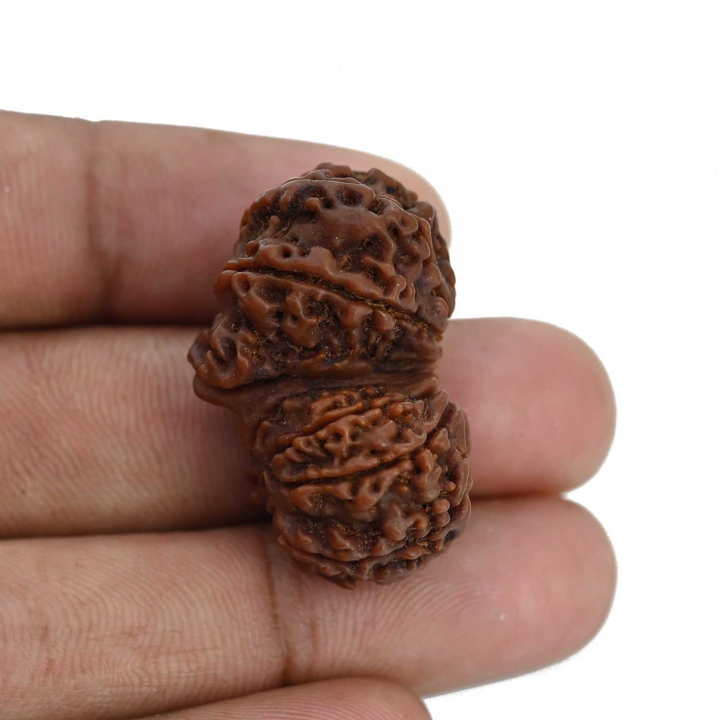 Natural 12 Mukhi (Twelve Mukhi) Gauri Shankar Rudraksha (Nepal) GJSPC Certified 31.56 M.M.