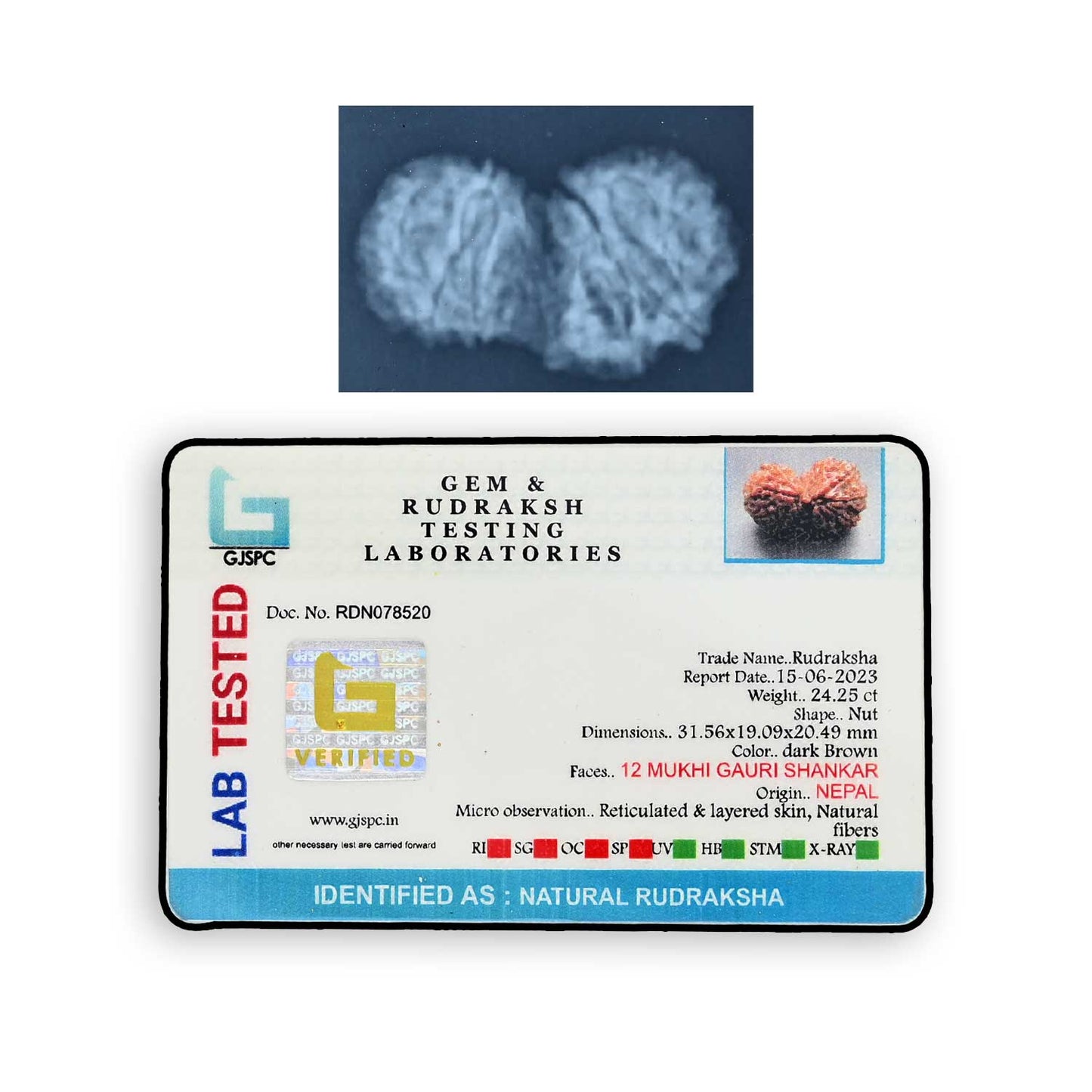Natural 12 Mukhi (Twelve Mukhi) Gauri Shankar Rudraksha (Nepal) GJSPC Certified 31.56 M.M.