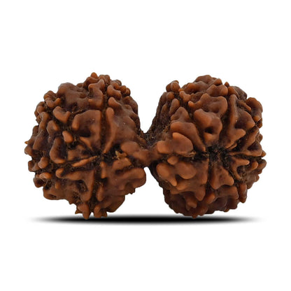 Natural 12 Mukhi (Twelve Mukhi) Gauri Shankar Rudraksha (Nepal) GJSPC Certified 31.13 M.M.