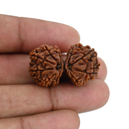 Natural 12 Mukhi (Twelve Mukhi) Gauri Shankar Rudraksha (Nepal) GJSPC Certified 31.13 M.M.