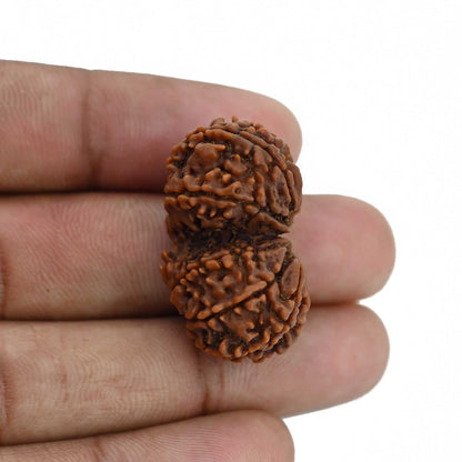 Natural 12 Mukhi (Twelve Mukhi) Gauri Shankar Rudraksha (Nepal) GJSPC Certified 31.13 M.M.