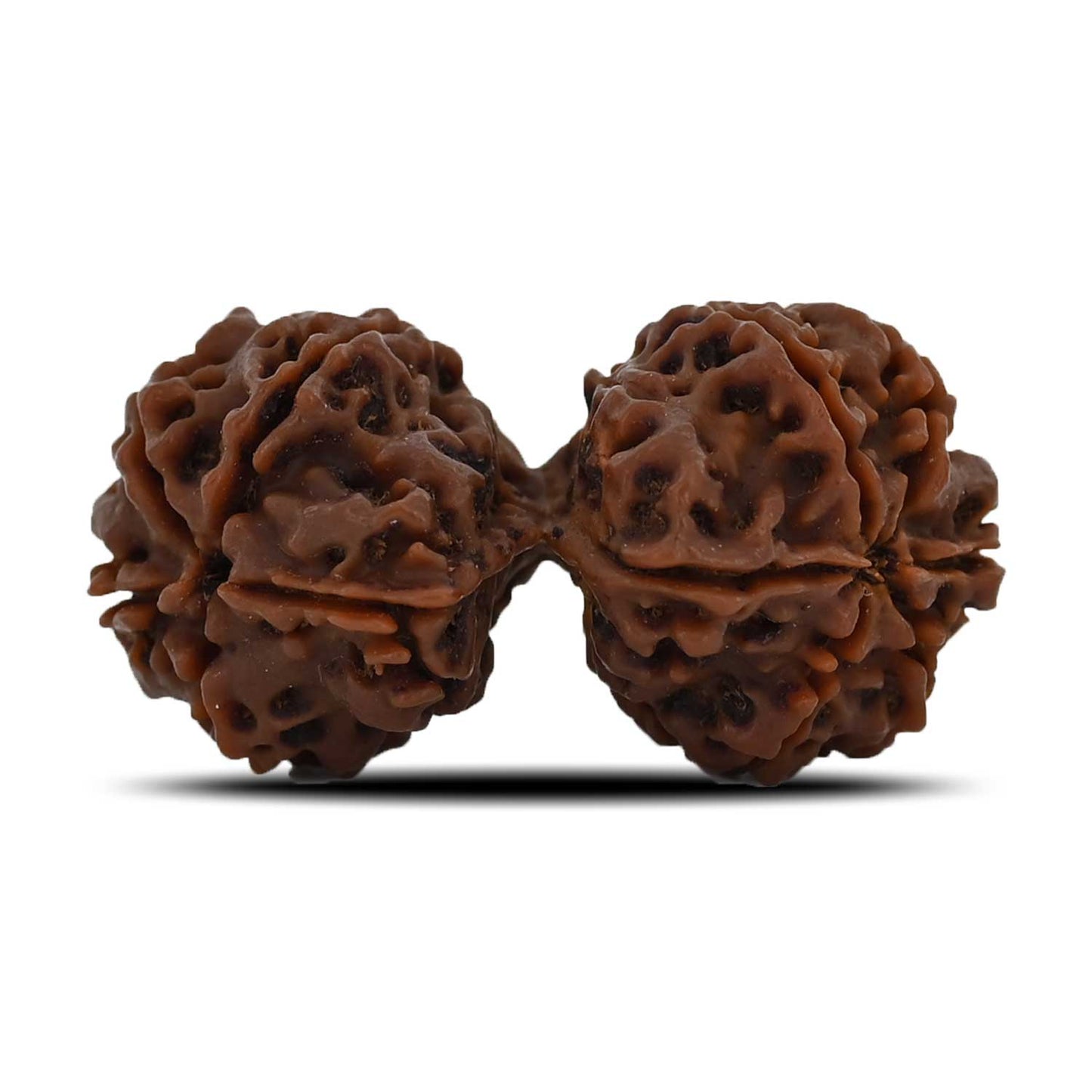 Natural 9 Mukhi (Nine Mukhi) Gauri Shankar Rudraksha (Nepal) GJSPC Certified 40.55 M.M.