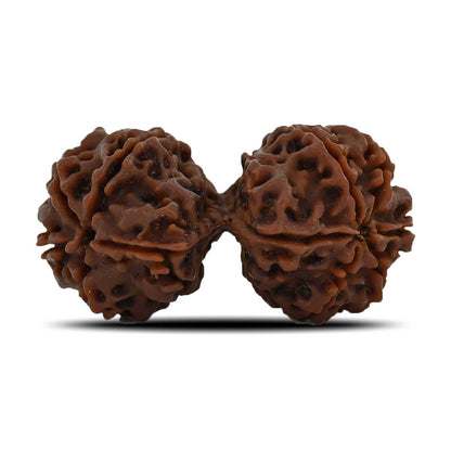 Natural 9 Mukhi (Nine Mukhi) Gauri Shankar Rudraksha (Nepal) GJSPC Certified 40.55 M.M.