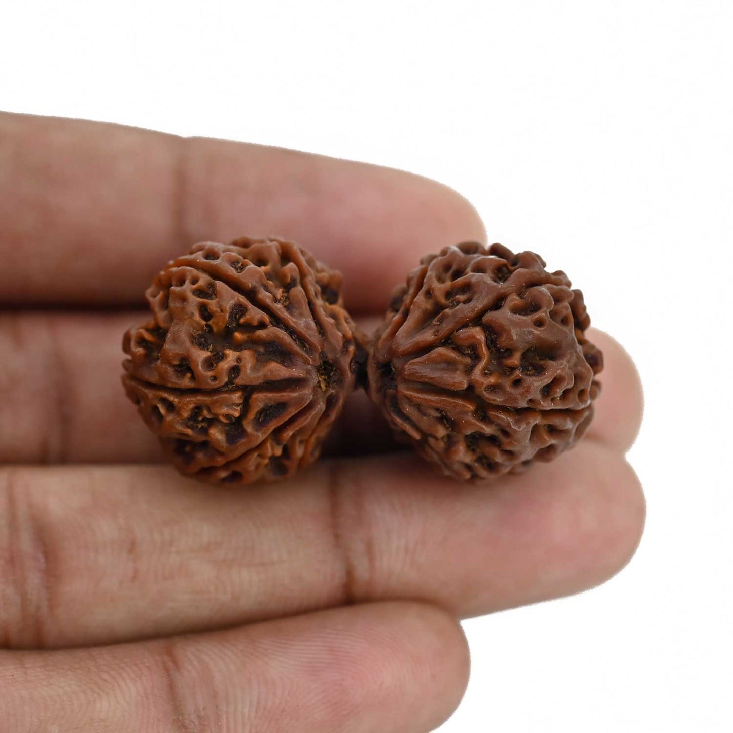 Natural 9 Mukhi (Nine Mukhi) Gauri Shankar Rudraksha (Nepal) GJSPC Certified 40.55 M.M.