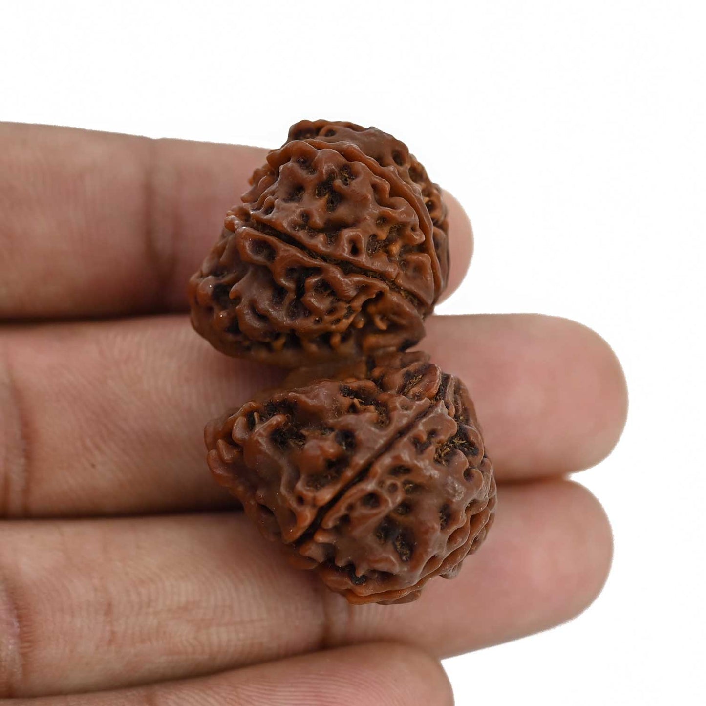 Natural 9 Mukhi (Nine Mukhi) Gauri Shankar Rudraksha (Nepal) GJSPC Certified 40.55 M.M.