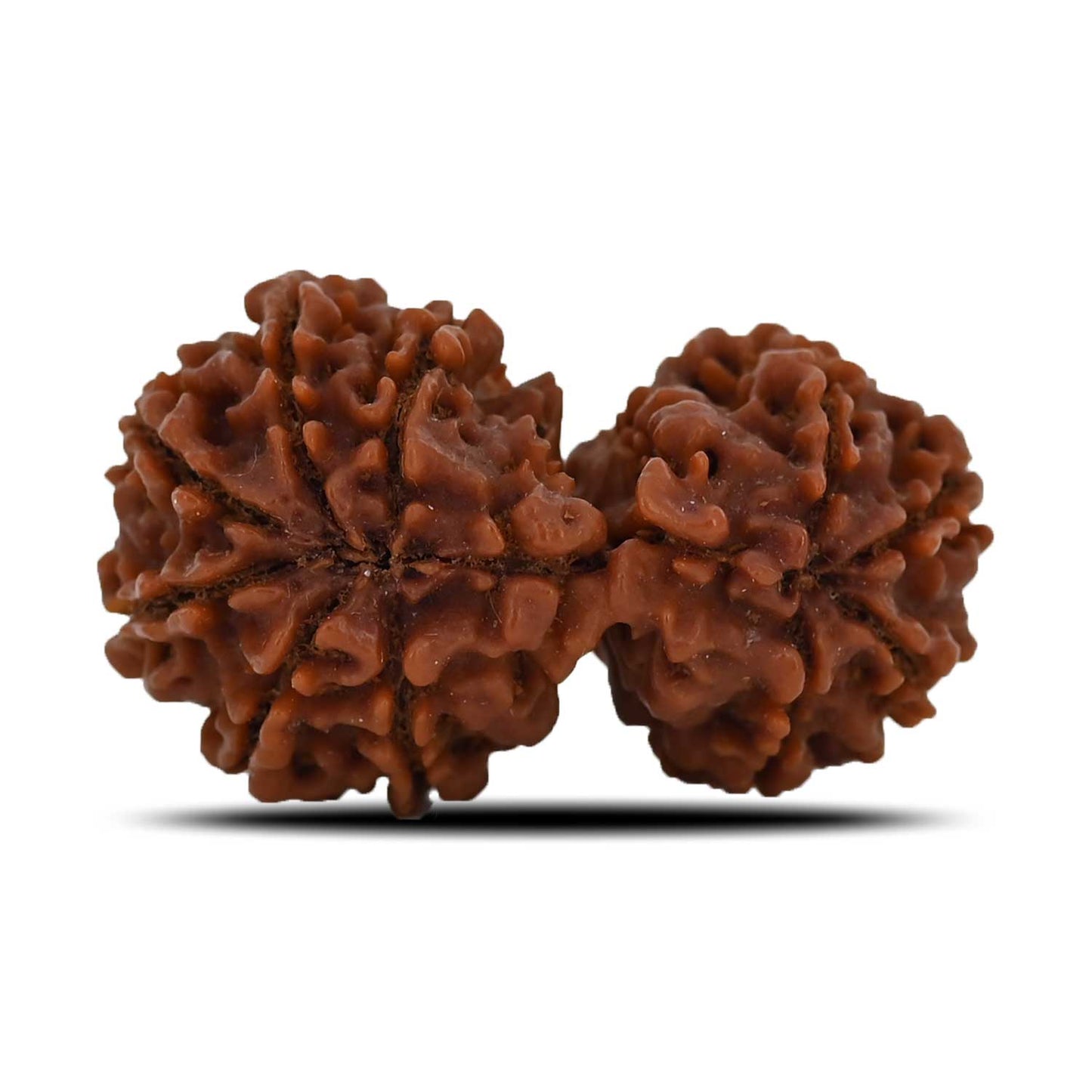 Natural 10 Mukhi (Ten Mukhi) Gauri Shankar Rudraksha (Nepal) GJSPC Certified 37.2 M.M.