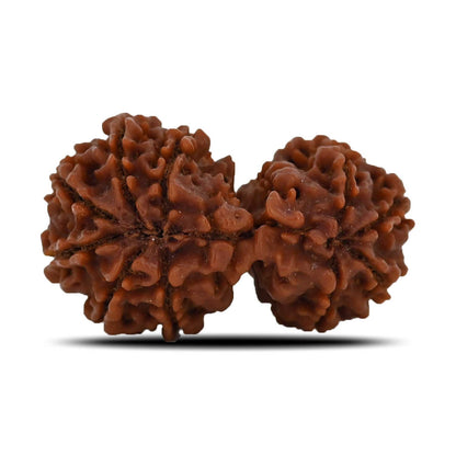 Natural 10 Mukhi (Ten Mukhi) Gauri Shankar Rudraksha (Nepal) GJSPC Certified 37.2 M.M.