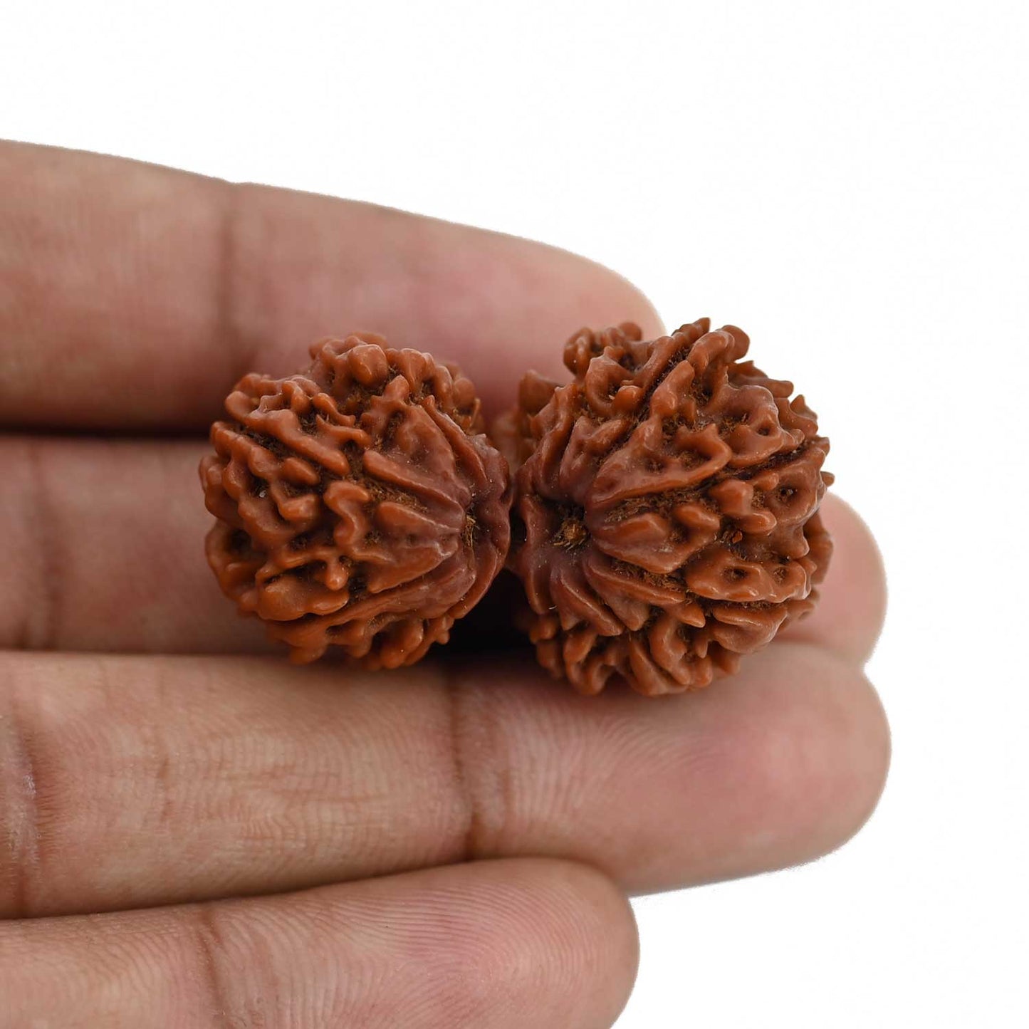 Natural 10 Mukhi (Ten Mukhi) Gauri Shankar Rudraksha (Nepal) GJSPC Certified 37.2 M.M.