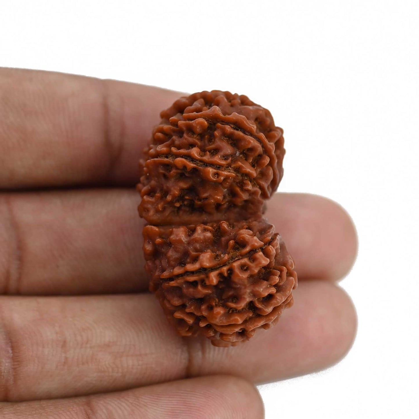 Natural 10 Mukhi (Ten Mukhi) Gauri Shankar Rudraksha (Nepal) GJSPC Certified 37.2 M.M.