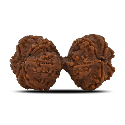 Natural 9 Mukhi (Nine Mukhi) Gauri Shankar Rudraksha (Nepal) GJSPC Certified 44.06 M.M.
