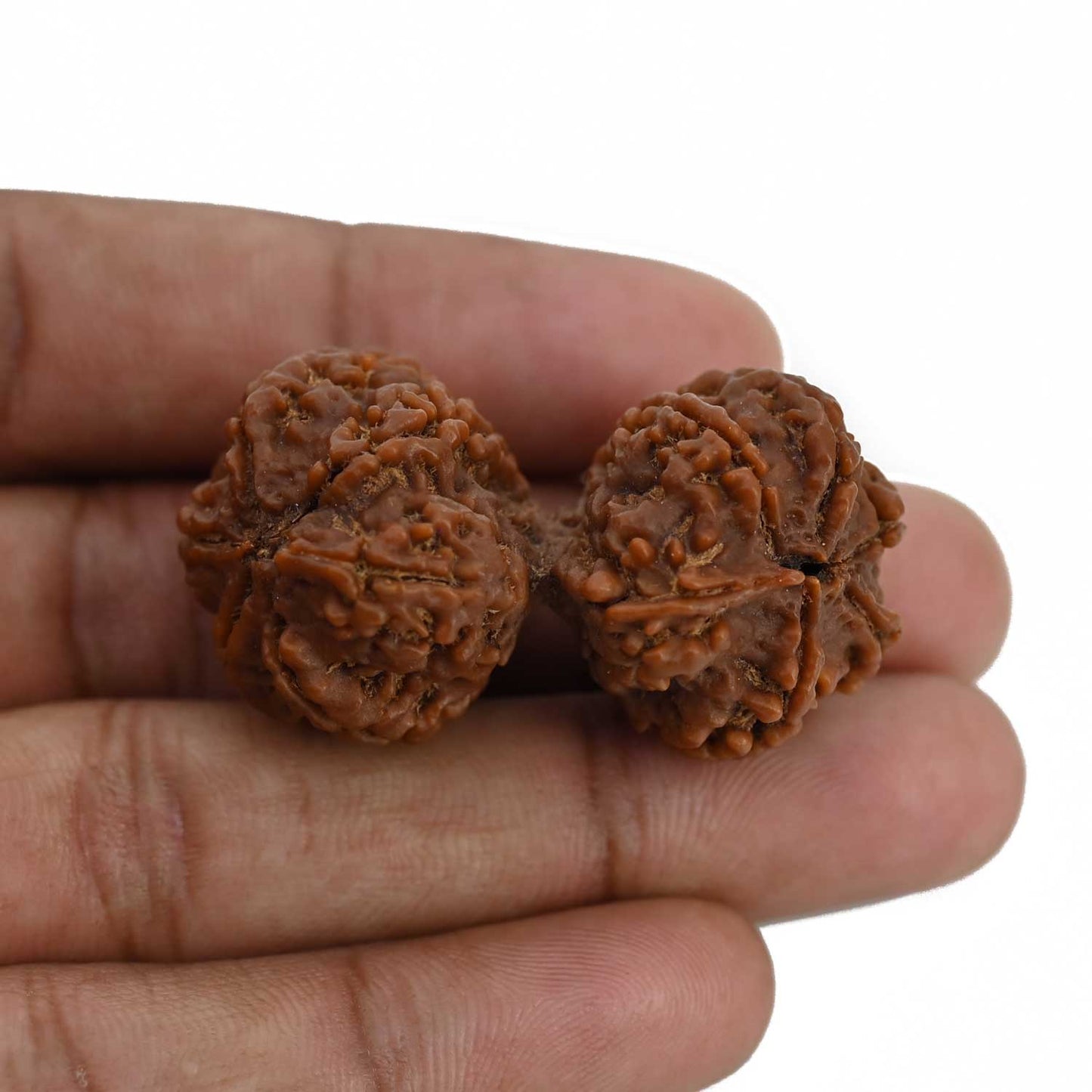 Natural 9 Mukhi (Nine Mukhi) Gauri Shankar Rudraksha (Nepal) GJSPC Certified 44.06 M.M.