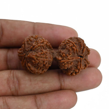 Natural 9 Mukhi (Nine Mukhi) Gauri Shankar Rudraksha (Nepal) GJSPC Certified 44.06 M.M.