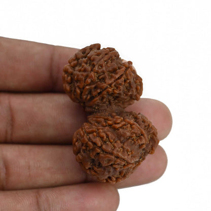 Natural 9 Mukhi (Nine Mukhi) Gauri Shankar Rudraksha (Nepal) GJSPC Certified 44.06 M.M.
