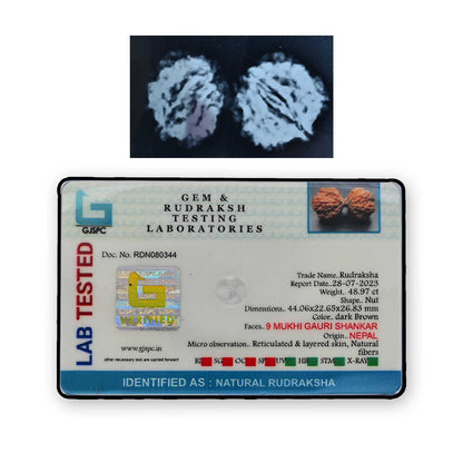 Natural 9 Mukhi (Nine Mukhi) Gauri Shankar Rudraksha (Nepal) GJSPC Certified 44.06 M.M.