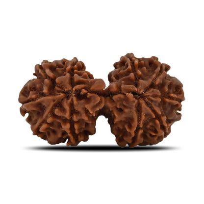 Natural 10 Mukhi (Ten Mukhi) Gauri Shankar Rudraksha (Nepal) GJSPC Certified 34.22 M.M.
