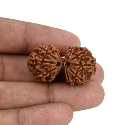 Natural 10 Mukhi (Ten Mukhi) Gauri Shankar Rudraksha (Nepal) GJSPC Certified 34.22 M.M.