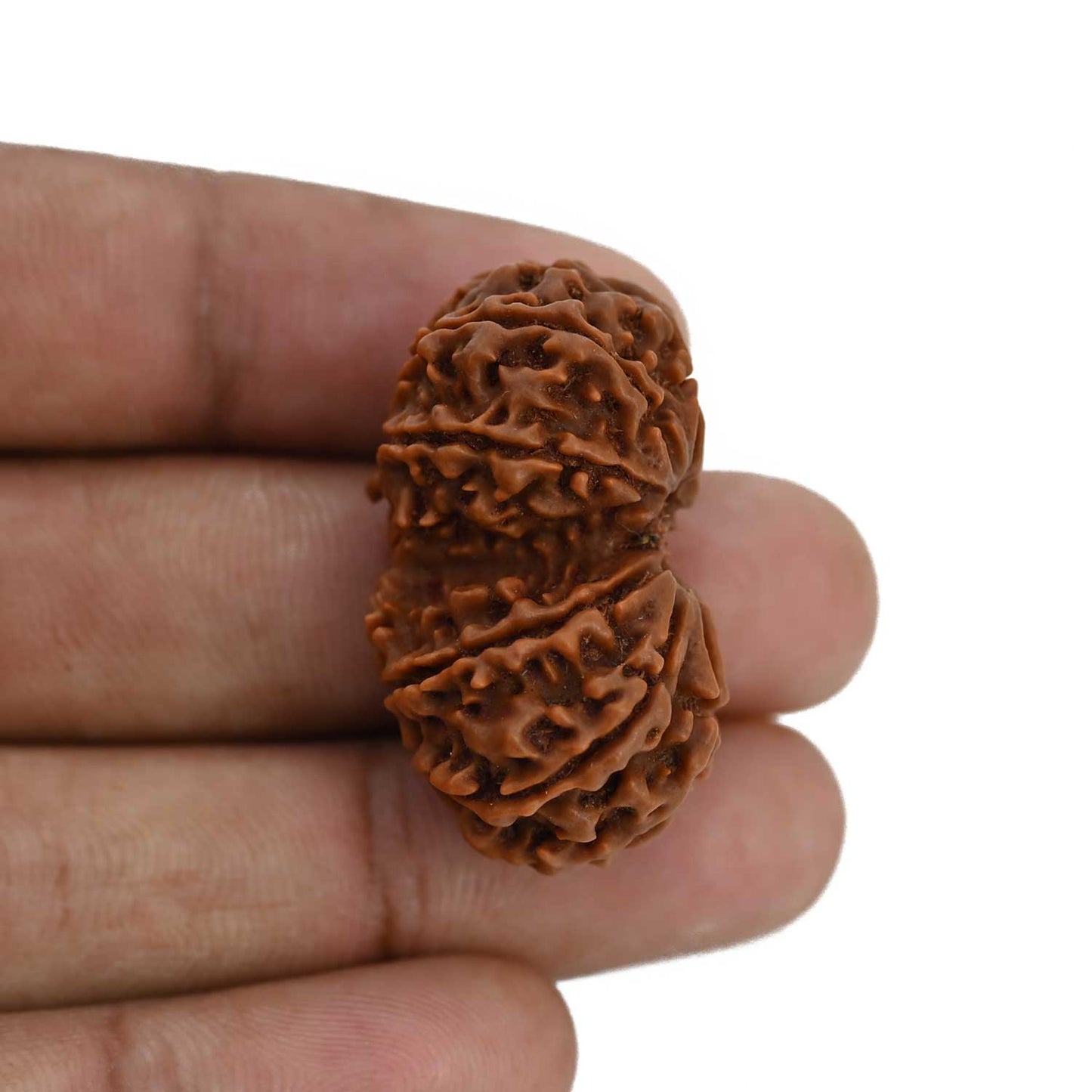 Natural 10 Mukhi (Ten Mukhi) Gauri Shankar Rudraksha (Nepal) GJSPC Certified 34.22 M.M.