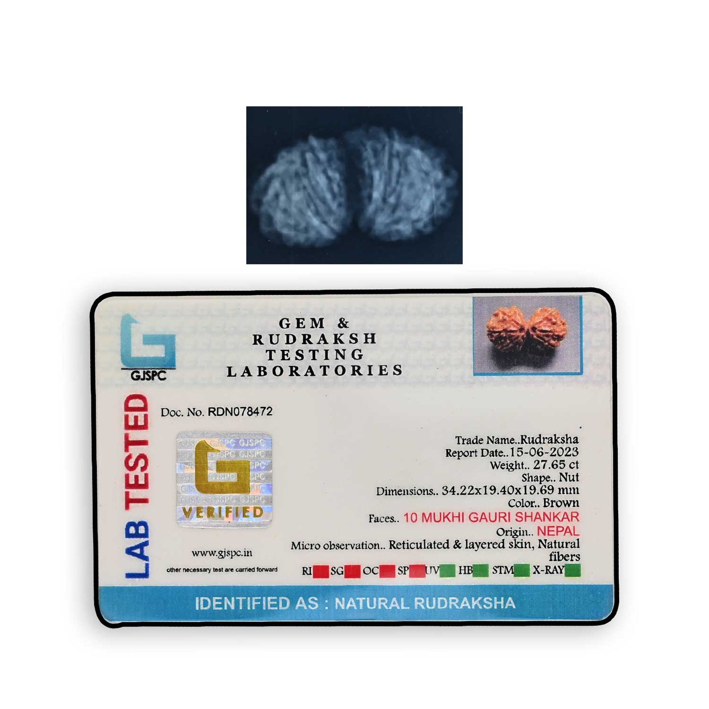 Natural 10 Mukhi (Ten Mukhi) Gauri Shankar Rudraksha (Nepal) GJSPC Certified 34.22 M.M.