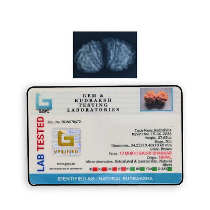 Natural 10 Mukhi (Ten Mukhi) Gauri Shankar Rudraksha (Nepal) GJSPC Certified 34.22 M.M.