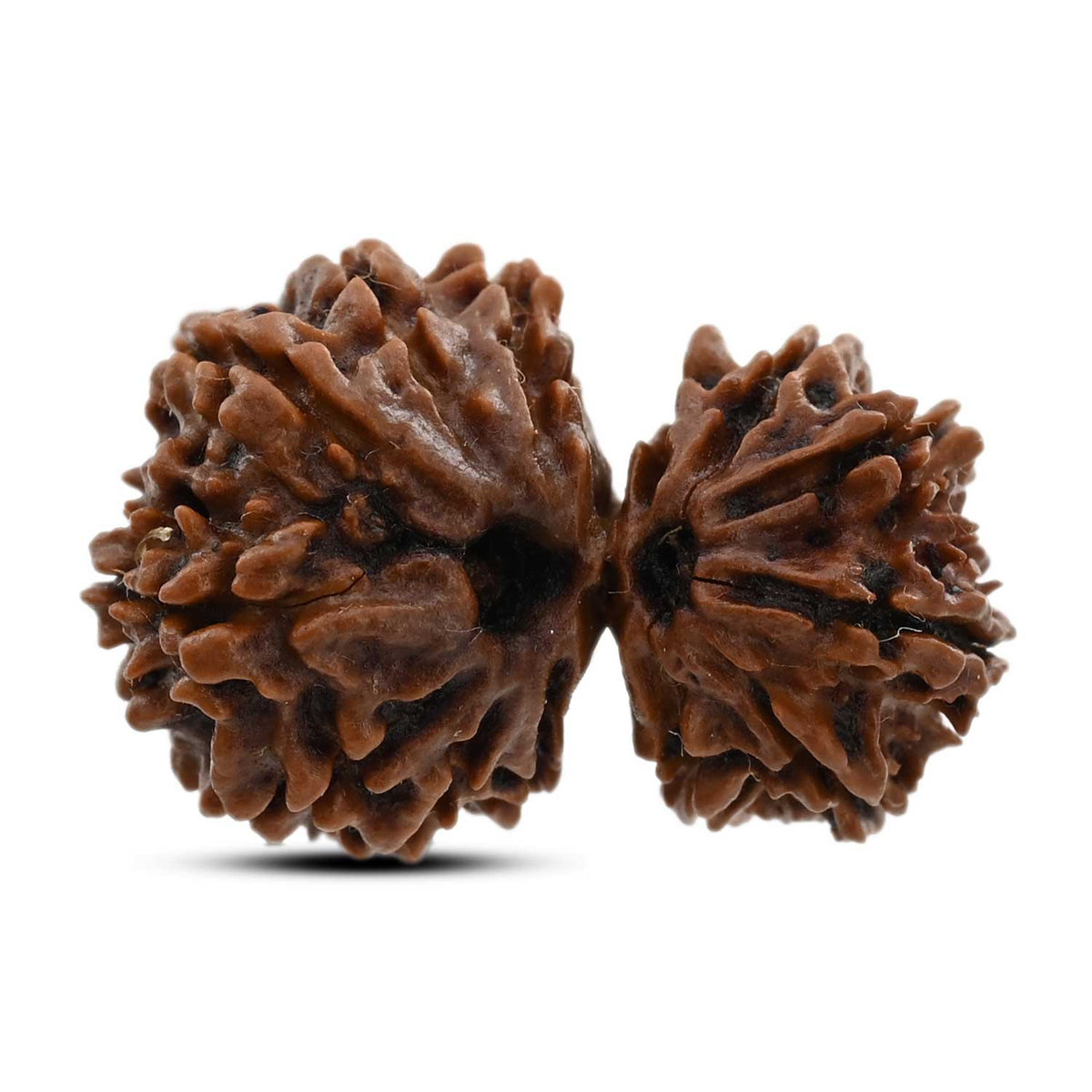 13 Mukhi Gauri Shankar Rudraksha (Nepal) 25.3 M.M.