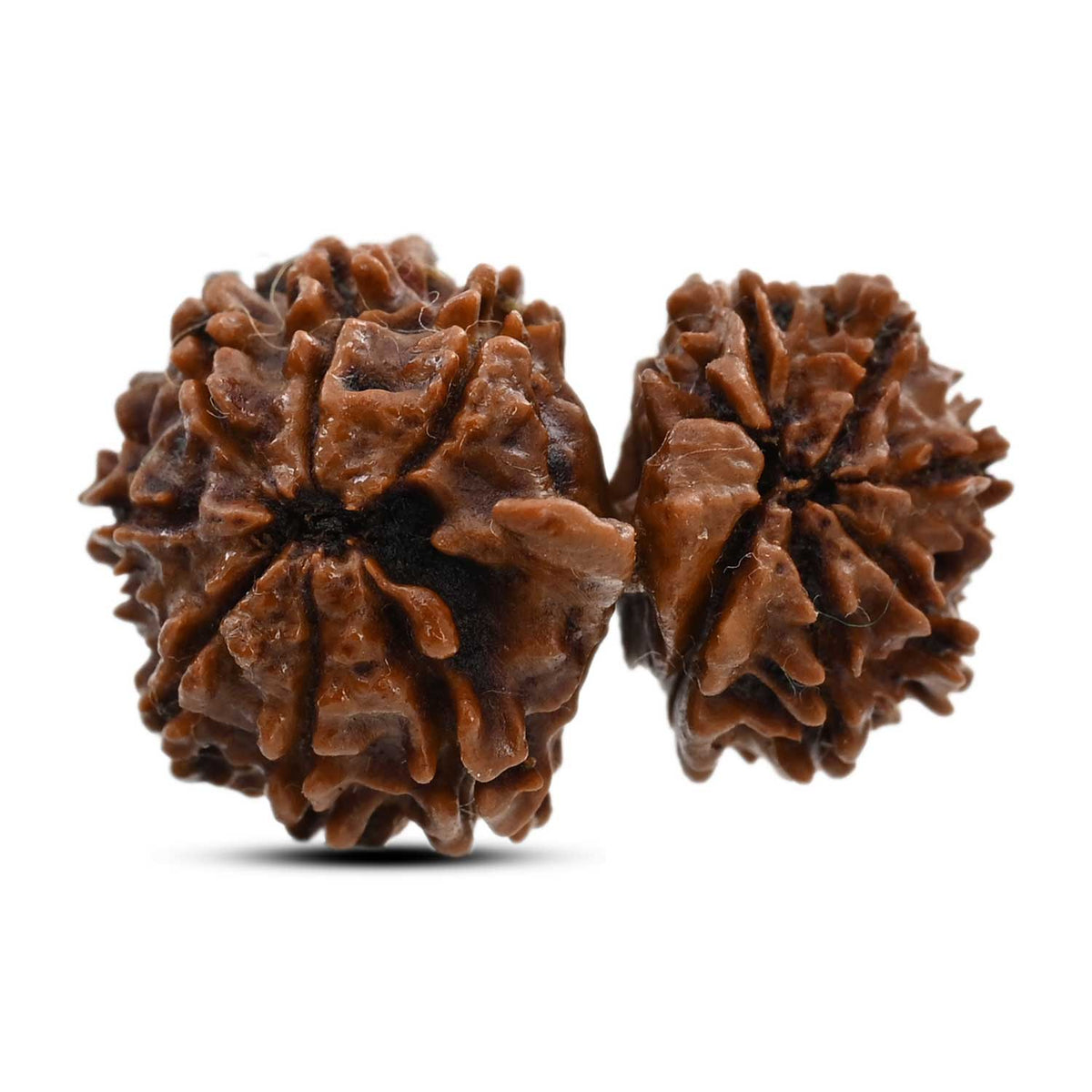 13 Mukhi Gauri Shankar Rudraksha (Nepal) 25.3 M.M.