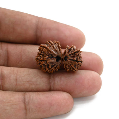 13 Mukhi Gauri Shankar Rudraksha (Nepal) 25.3 M.M.