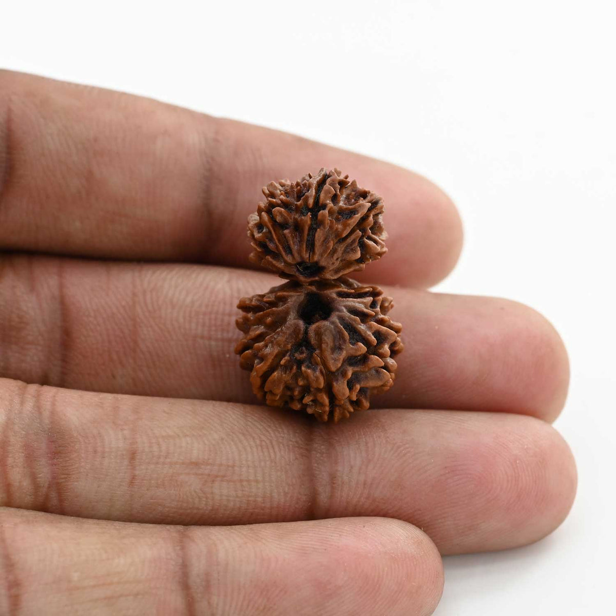 13 Mukhi Gauri Shankar Rudraksha (Nepal) 25.3 M.M.
