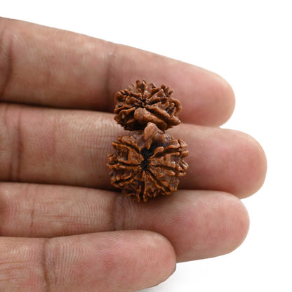 13 Mukhi Gauri Shankar Rudraksha (Nepal) 25.3 M.M.