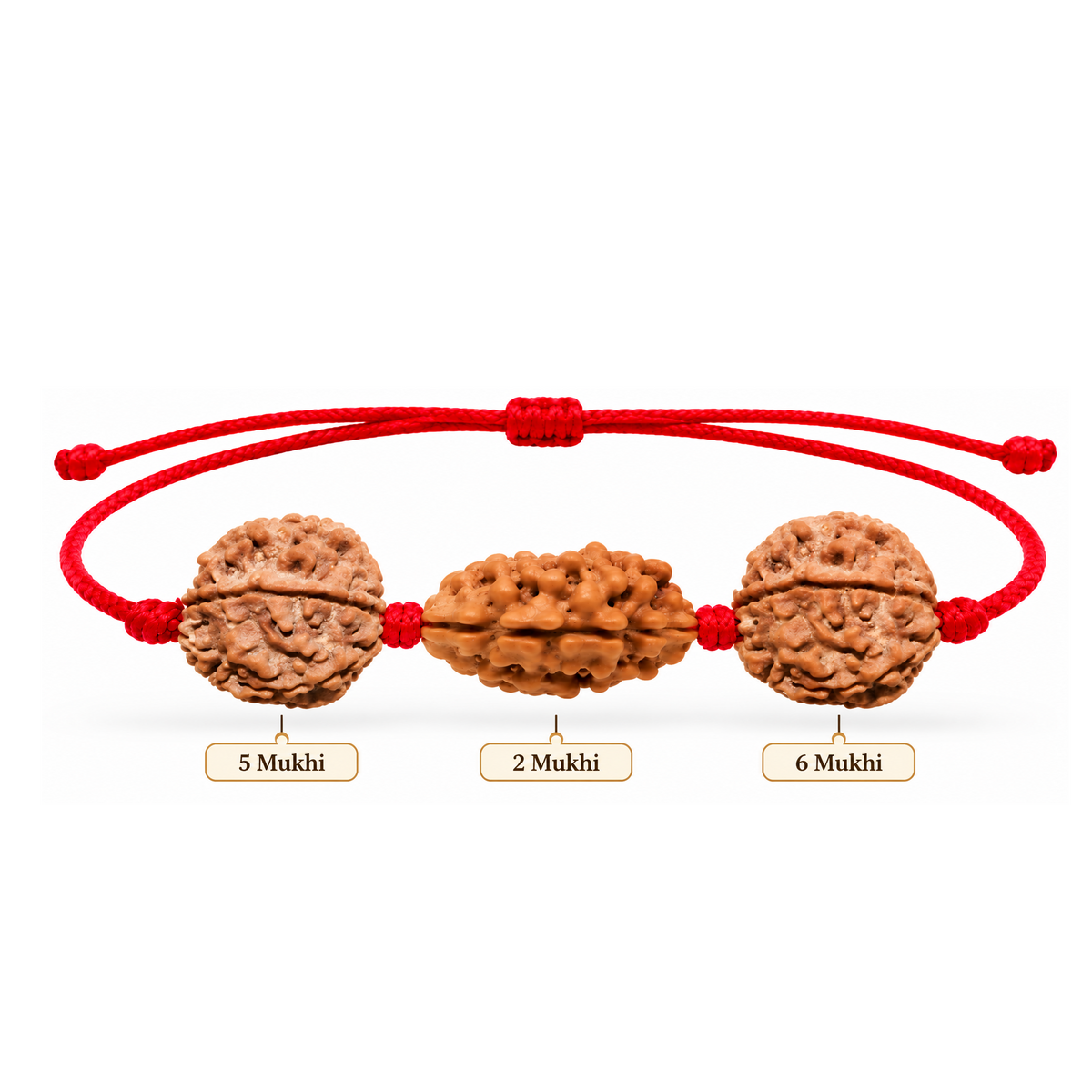 Saubhagya Kavach - 2, 5 & 6 Mukhi Rudraksha