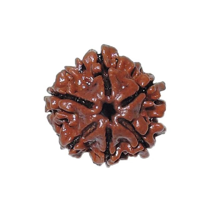 6 Mukhi Rudraksha (Nepal)