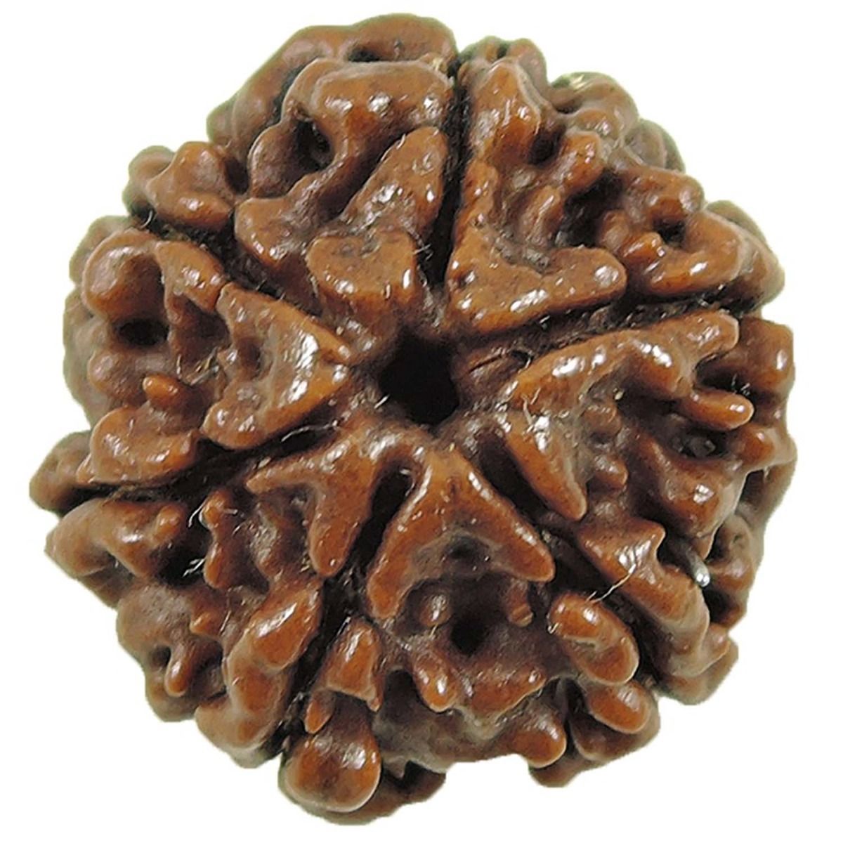 6 Mukhi Rudraksha (Nepal)
