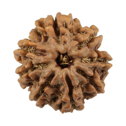 8 Mukhi Rudraksha (Nepal) 21.12 MM