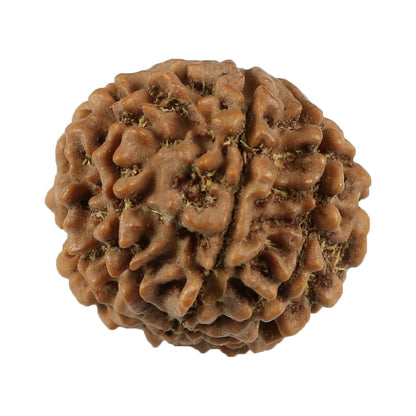 8 Mukhi Rudraksha (Nepal) 21.12 MM
