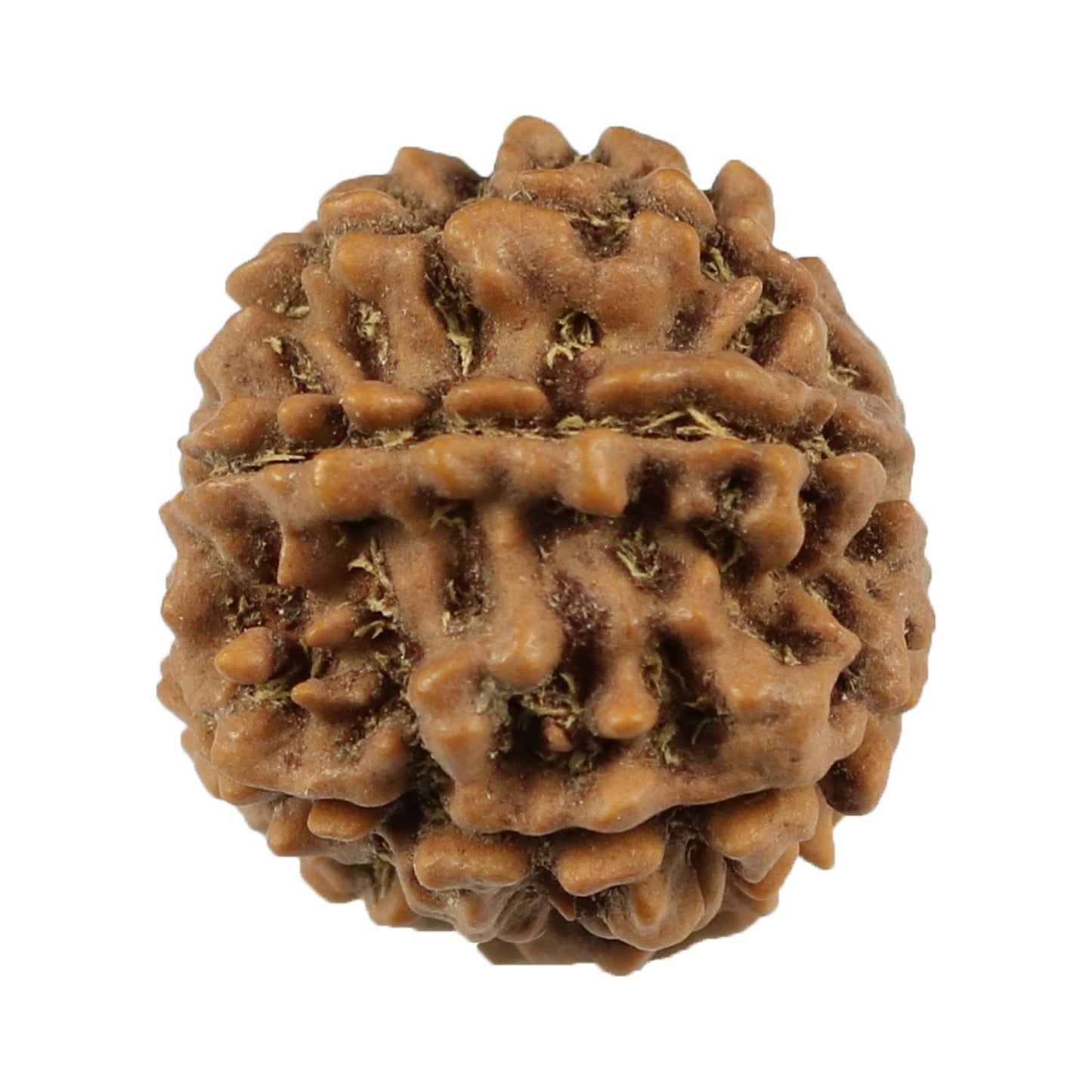 8 Mukhi Rudraksha (Nepal) 21.12 MM