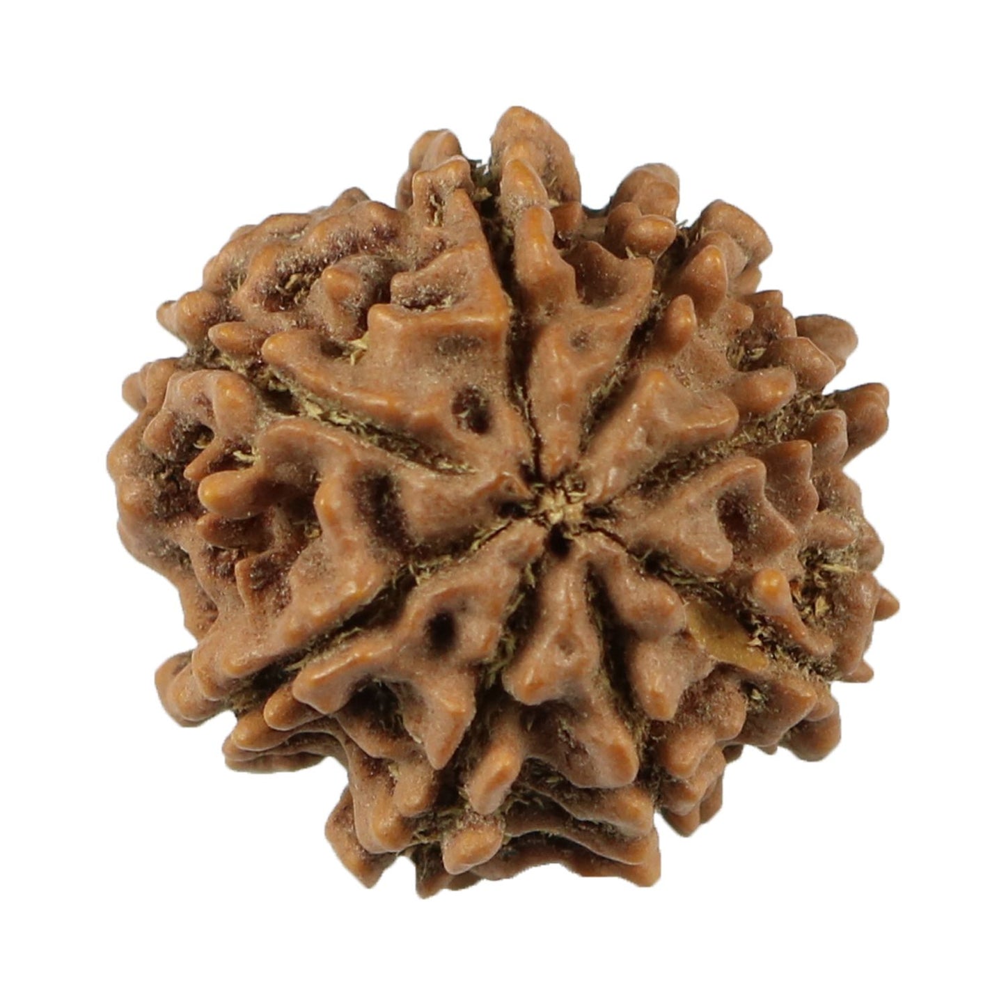 8 Mukhi Rudraksha (Nepal) 21.12 MM