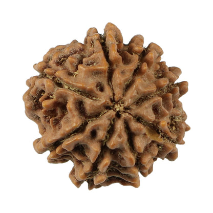 8 Mukhi Rudraksha (Nepal) 21.12 MM
