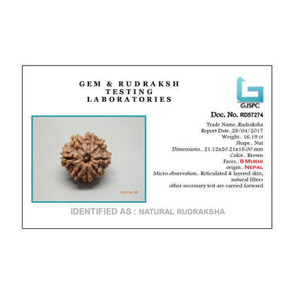 8 Mukhi Rudraksha (Nepal) 21.12 MM