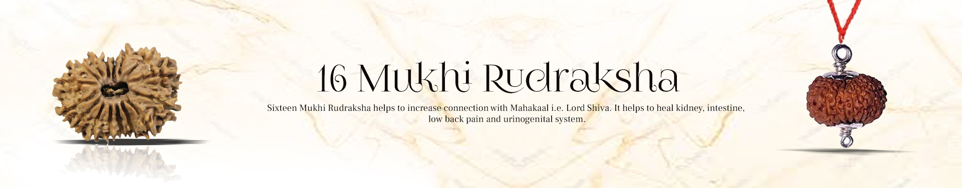 16 Mukhi Rudraksha 