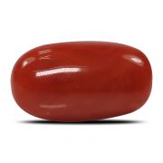 Natural Red Coral (Munga) Oval Cts 5.28 Ratti 5.81
