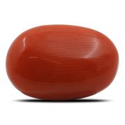 Natural Red Coral (Munga) Oval Cts 5.79 Ratti 6.37