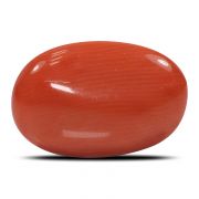 Natural Red Coral (Munga) Oval Cts 5.79 Ratti 6.37
