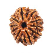 Natural 10 Mukhi (Ten Mukhi) Rudraksha (Nepal) GJSPC Certified 19.02 M.M.