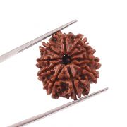 Natural 10 Mukhi (Ten Mukhi) Nepali Rudraksha GJSPC Certified 22.41 M.M.