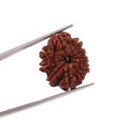 Natural 10 Mukhi (Ten Mukhi) Nepali Rudraksha GJSPC Certified 22.15 M.M.