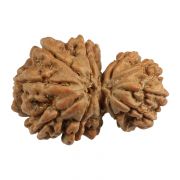 Natural 10 Mukhi (Ten Mukhi) Gauri Shankar Nepali Rudraksha GJSPC Certified 29.76 M.M.