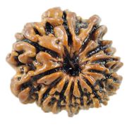 12 Mukhi Rudraksha Nepal With Freebie 5 Mukhi Rudraksha Mala