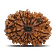 Natural 13 Mukhi Rudraksha (Nepal) GJSPC Certified 28.01 M.M.
