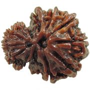Natural Rudraksha 13 Mukhi Garbh Gauri (Nepal)